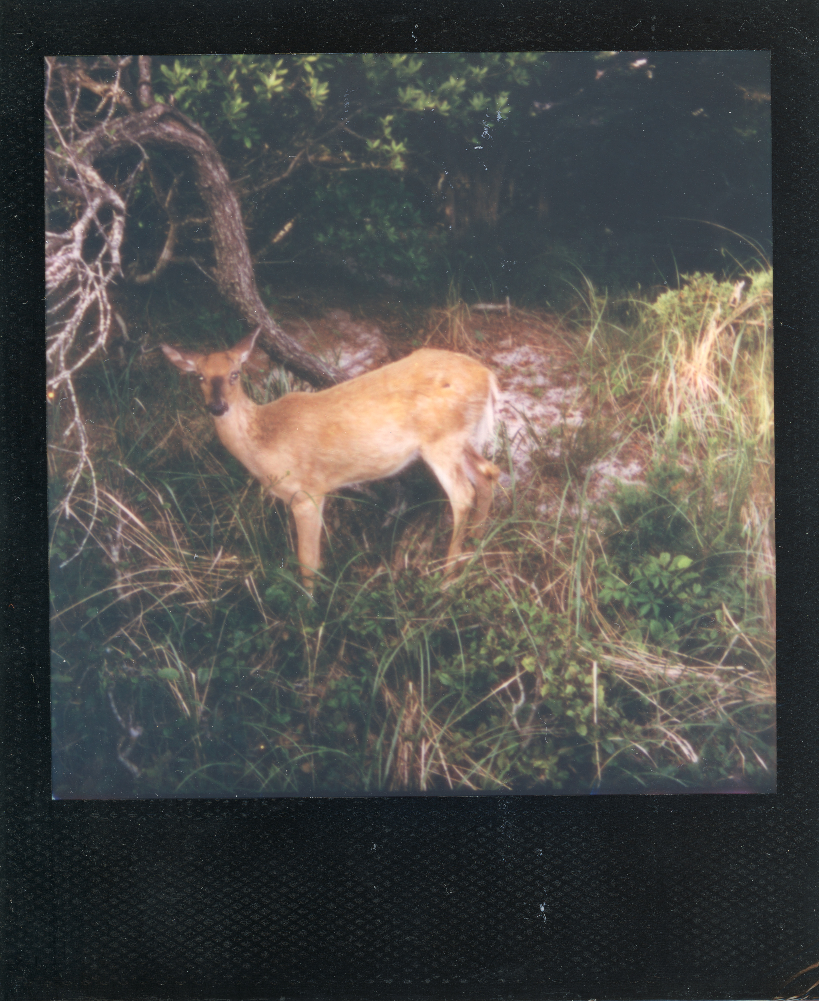 Fire Island Polaroid 102, a one-of-one instant photograph made in Fire Island Pines, New York, 2022 by Robert Andy Coombs.