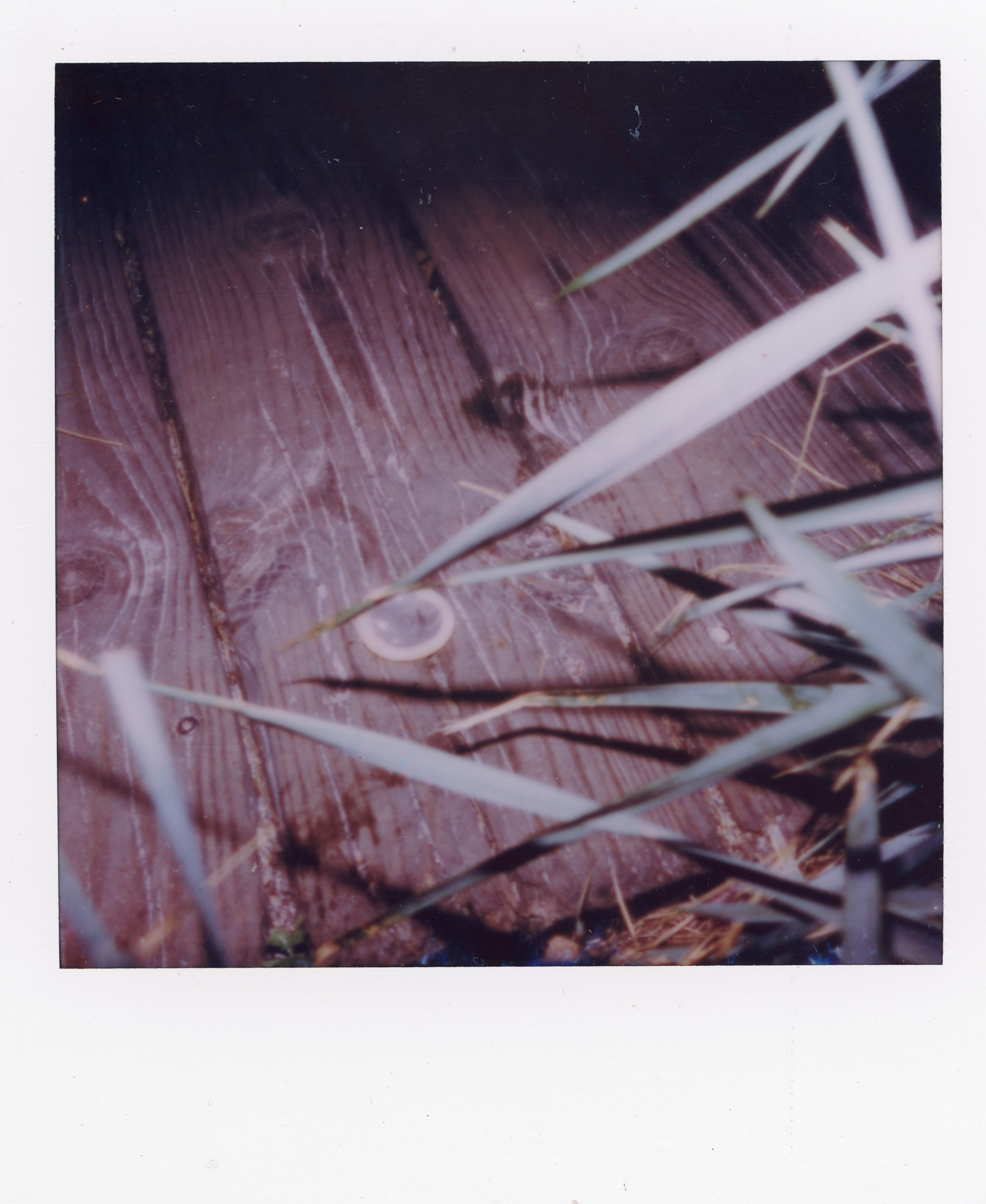 Fire Island Polaroid 104, a one-of-one instant photograph made in Fire Island Pines, New York, 2022 by Robert Andy Coombs.