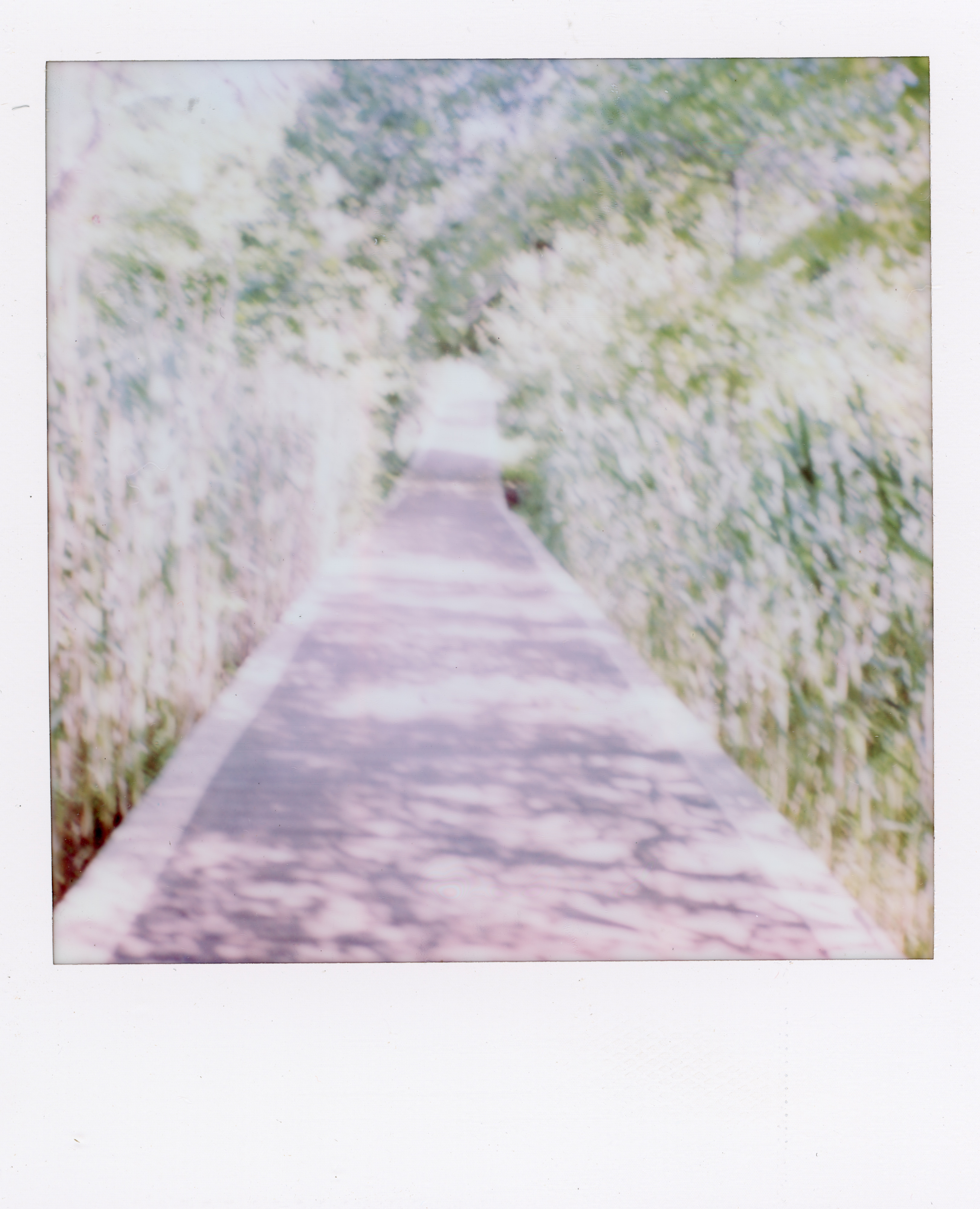Fire Island Polaroid 118, a one-of-one instant photograph made in Fire Island Pines, New York, 2022 by Robert Andy Coombs.