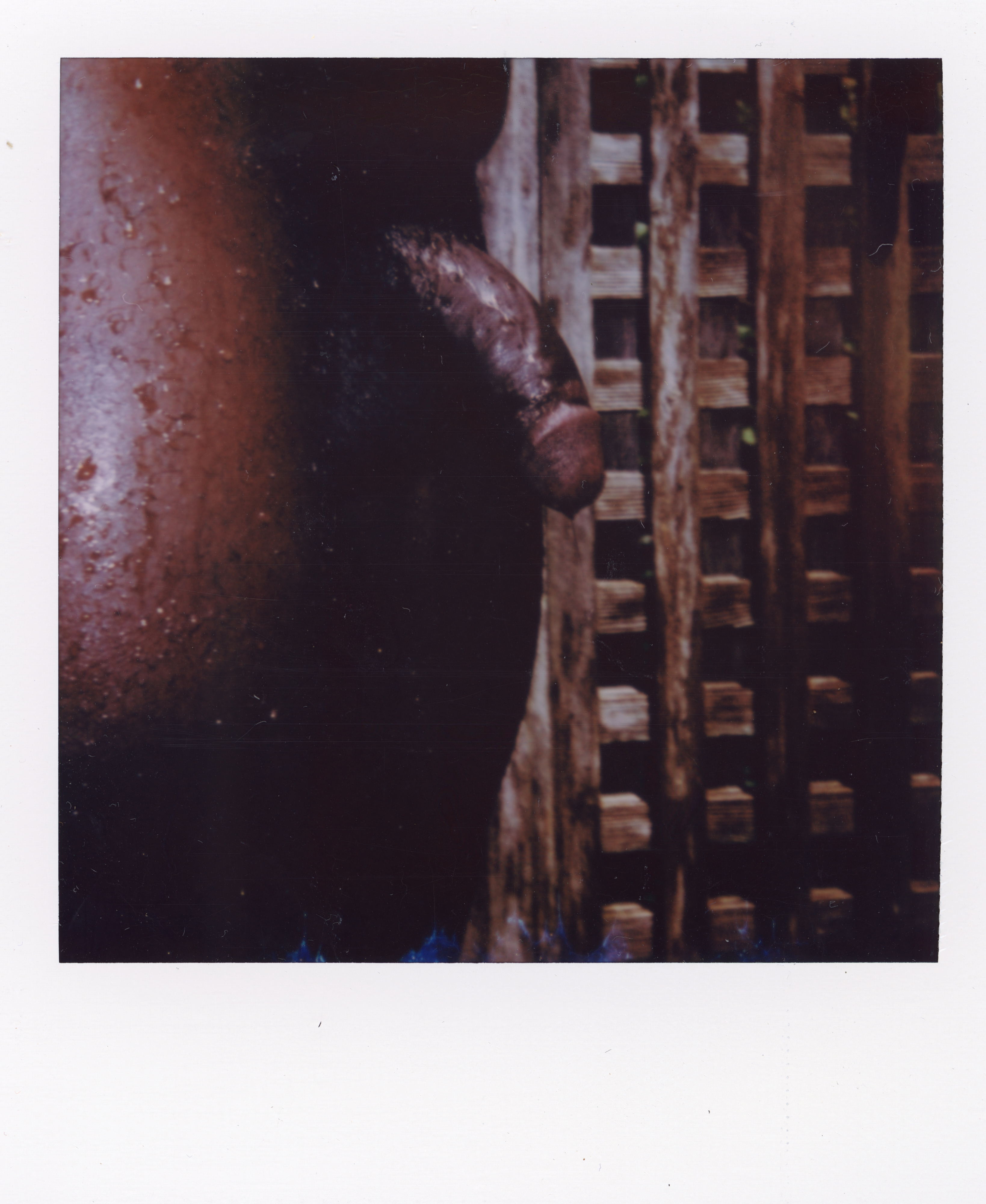Fire Island Polaroid 078, a one-of-one instant photograph made in Fire Island Pines, New York, 2022 by Robert Andy Coombs.