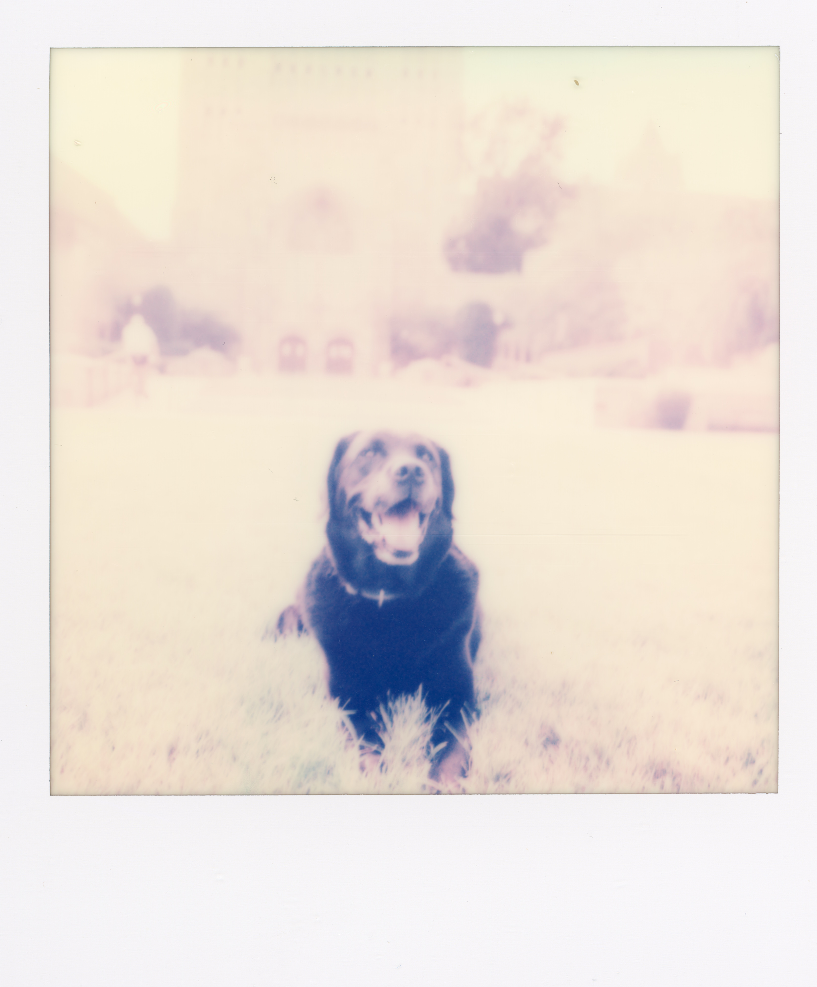 Yale Polaroid 165, a one-of-one instant photograph made in New Haven, Connecticut, 2020 by Robert Andy Coombs.