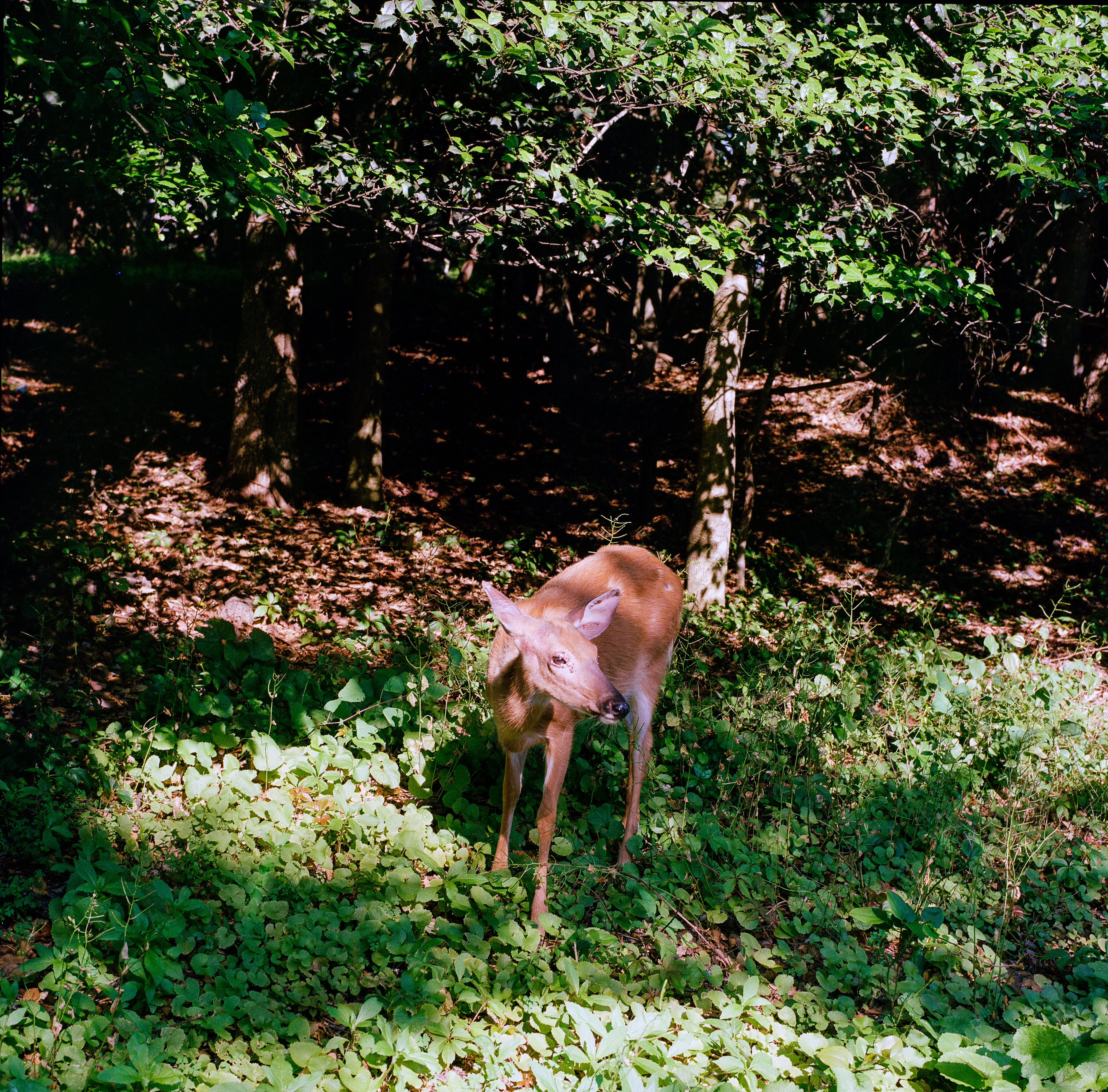 Fire Island 022, a square-format photograph street photograph made in Fire Island Pines, New York by Robert Andy Coombs.